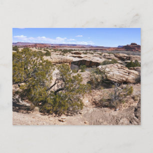 Carte Postale Canyonlands Vue depuis le sentier Cave Springs