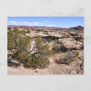 Carte Postale Canyonlands Vue depuis le sentier Cave Springs