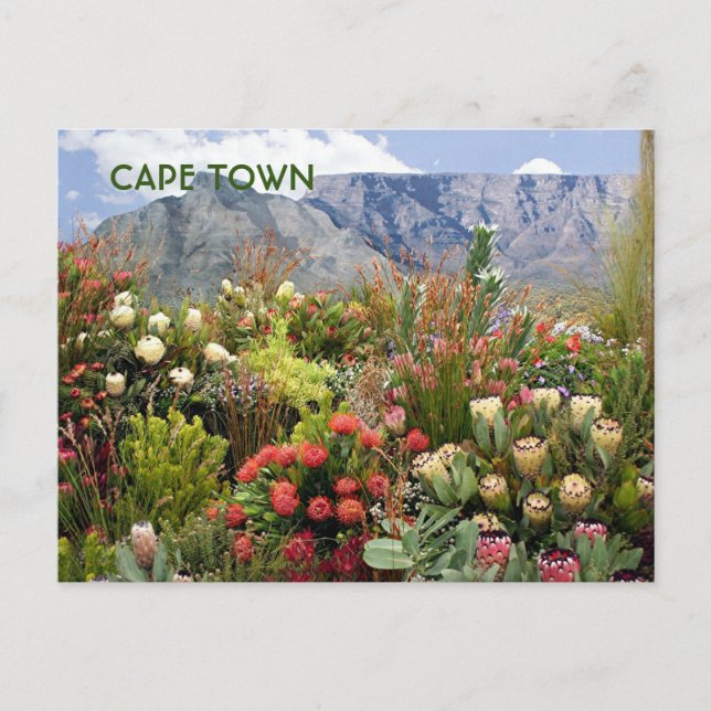 Carte Postale Cap : Afrique du Sud, fleur sauvage (Devant)