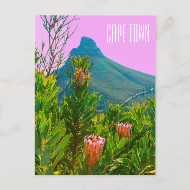 Carte Postale Cap Afrique du Sud Protea Tête du lion (Devant)