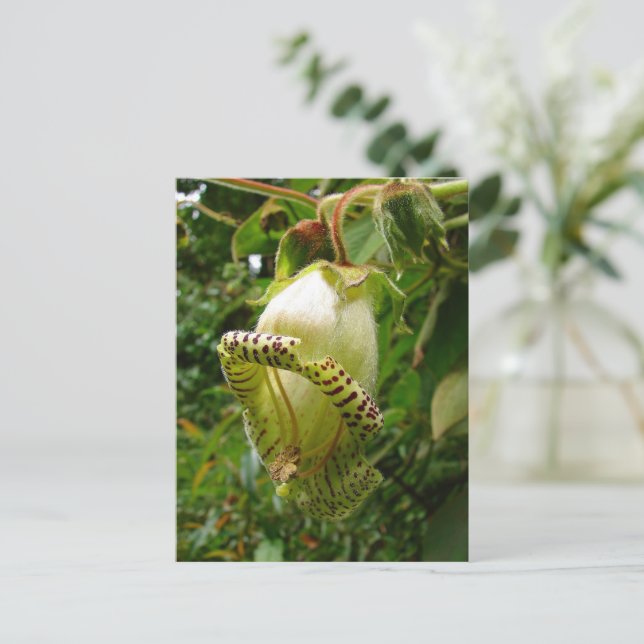 Carte Postale Capanea Grandiflora (Debout devant)