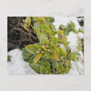 Carte Postale Cape Horn, Chili Nothofagus Coihue 2