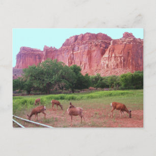 Carte Postale Capitol Reef National Park