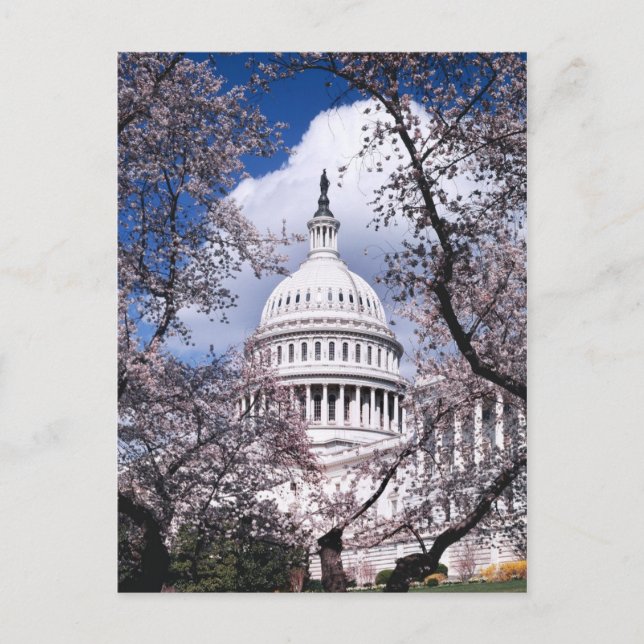 Carte Postale Capitole américain aux fleurs de cerisiers, Washin (Devant)