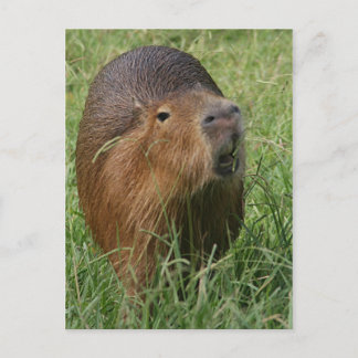 Carte Postale Caplin Rous mangeant de l'herbe