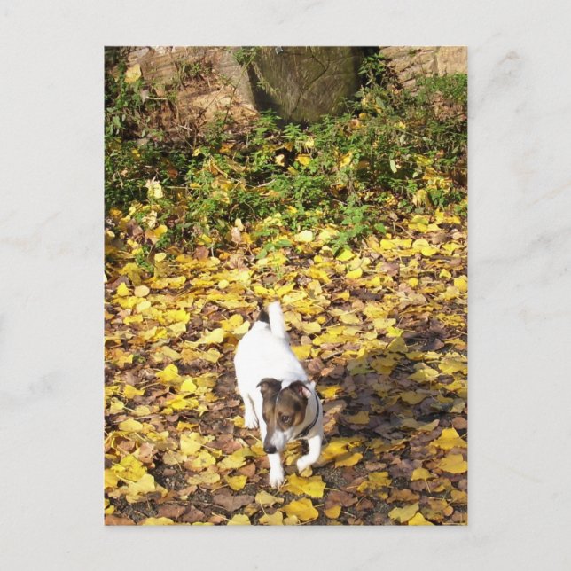 Carte Postale Capo von Oppenheim, chien Terrier Jack Russell (Devant)