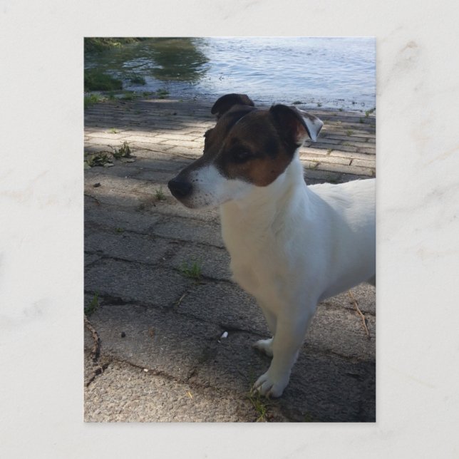 Carte Postale Capo von Oppenheim, chien Terrier Jack Russell (Devant)