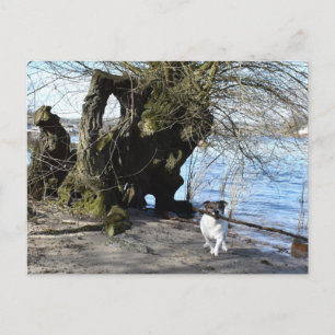 Carte Postale Capo von Oppenheim, Jack Russell Terrier Chien
