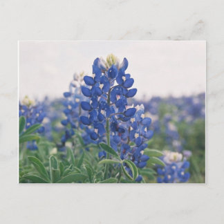 Carte Postale capot bleu