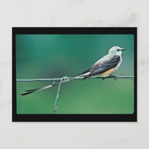 Carte Postale Capteur à ciseaux à queue