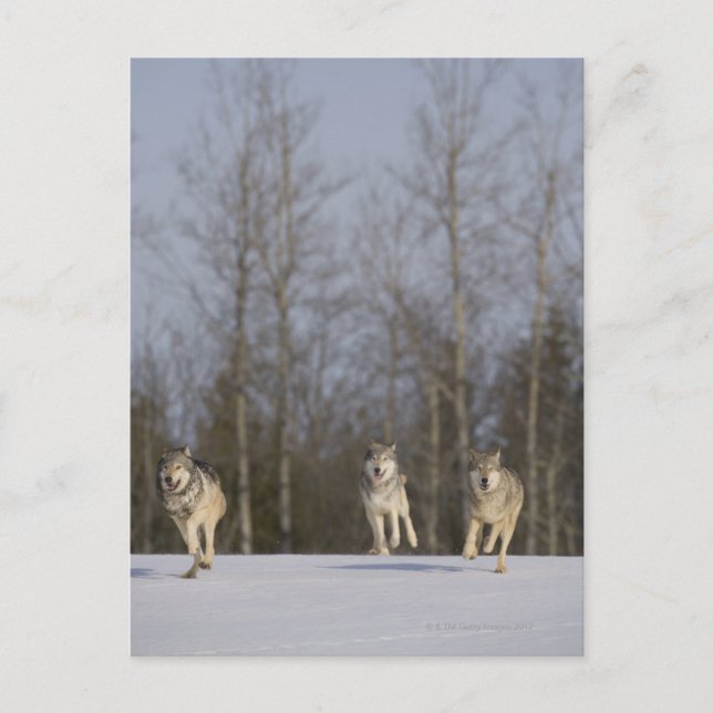 Carte Postale Captif, Duluth, Minnesota, États-Unis 2 (Devant)