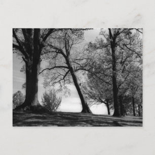 Carte Postale Capture