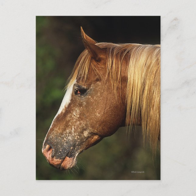 Carte Postale Capture d'écran Appaloosa Horse 1 (Devant)