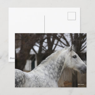 Carte Postale Capture d'écran Dappy Grey Andalucien Stallion