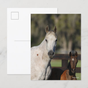Carte Postale Capture d'écran de Bob Langrish Arab Mare and Foie