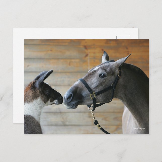 Carte Postale Capture d'écran de Bob Langrish Llama et de la réu (Devant / Derrière)