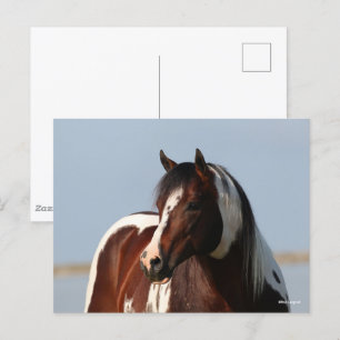 Carte Postale Capture d'écran de Bob Langrish Tobiano Paint Hors
