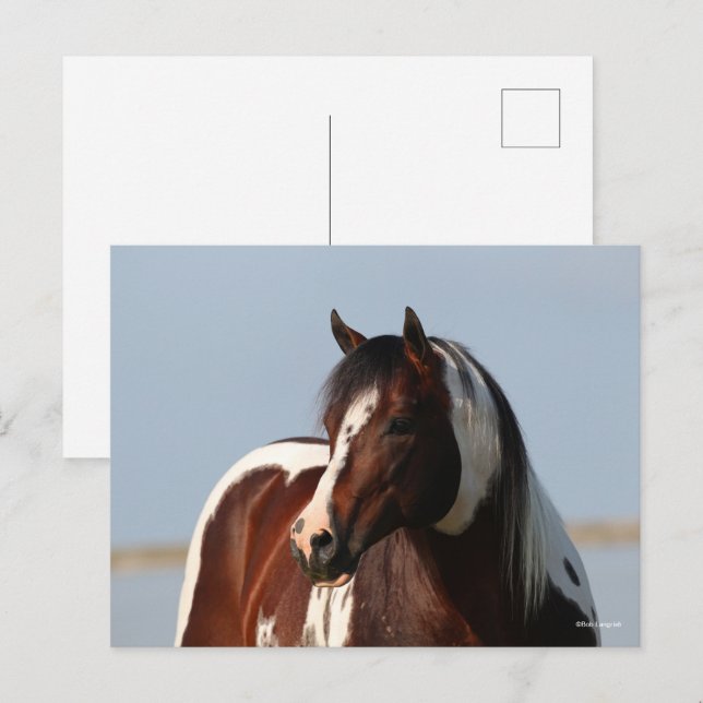 Carte Postale Capture d'écran de Bob Langrish Tobiano Paint Hors (Devant / Derrière)