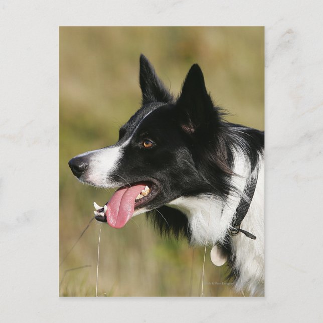 Carte Postale Capture d'écran de la bordure Collie 2 (Devant)