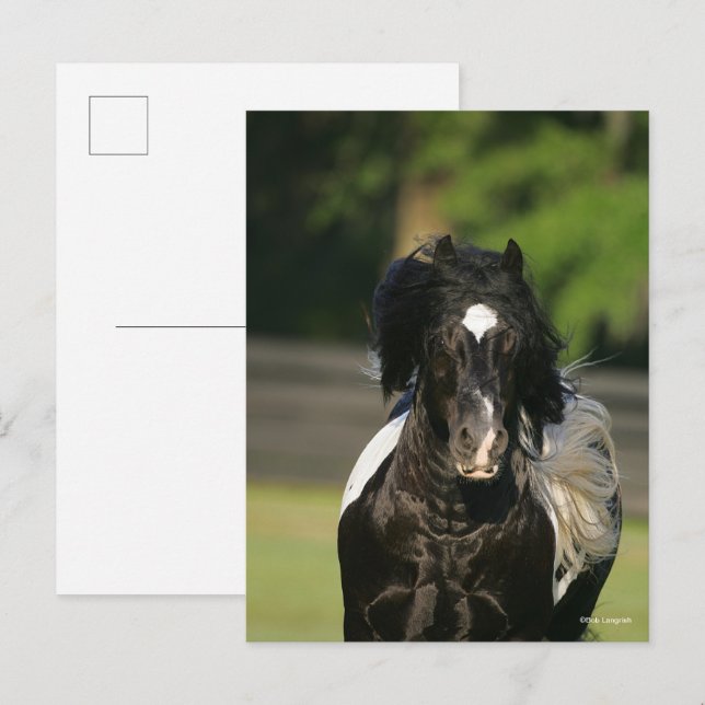 Carte Postale Capture d'écran du bandeau noir et blanc de Bob La (Devant / Derrière)