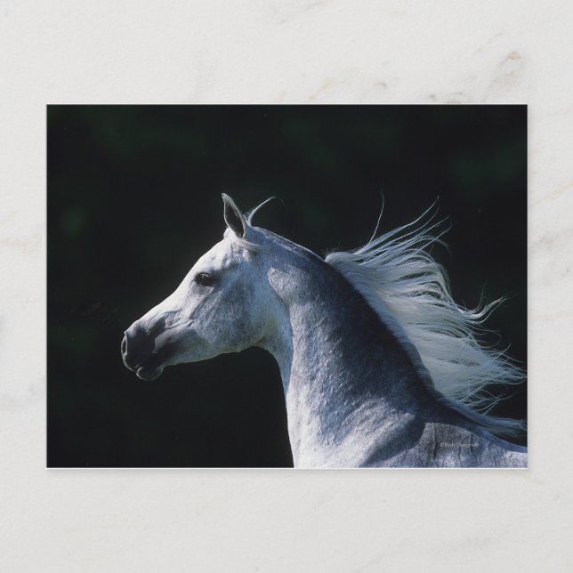 Carte Postale Capture d'écran du cheval arabe 2 (Devant)