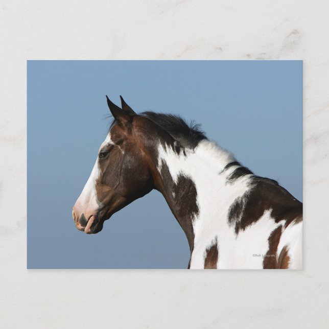 Carte Postale Capture d'écran du Cheval de peinture 1 (Devant)