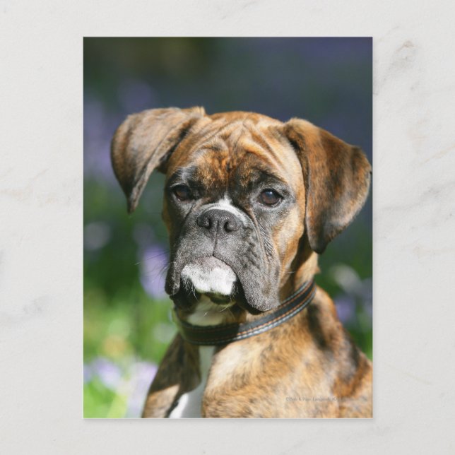 Carte Postale Capture d'écran du chien de boxe (Devant)