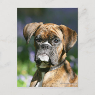 Carte Postale Capture d'écran du chien de boxe