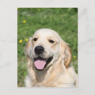 Carte Postale Capture d'écran Golden Retriever 1