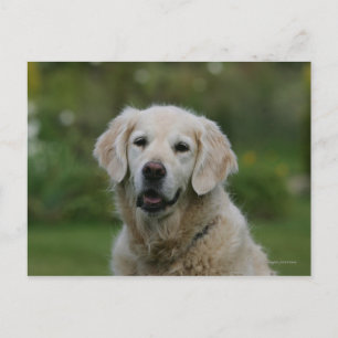 Carte Postale Capture d'écran Golden Retriever 2