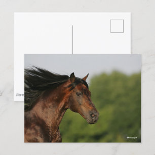 Carte Postale Capture d'écran Mane de Bay Morgan Horse