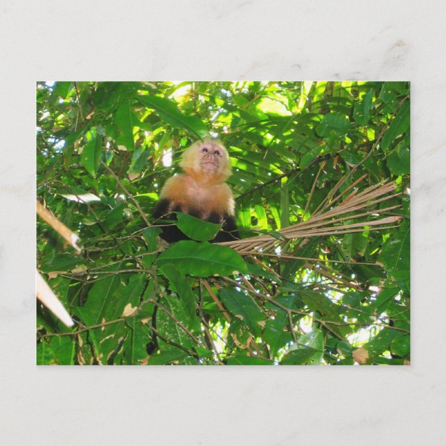 Carte Postale Capuchin Monkey - Manuel Antonio Park, Costa Rica (Devant)