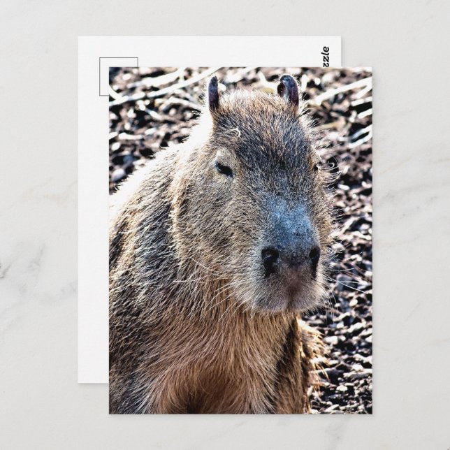 CARTE POSTALE CAPYBARA ANIMAL SAUVAGE (Devant / Derrière)