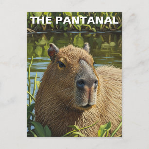 Carte Postale Capybara dans le Pantanal