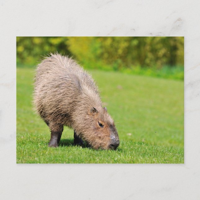 Carte Postale Capybara mangeant de l'herbe (Devant)