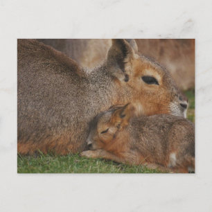 Carte Postale Capybaras