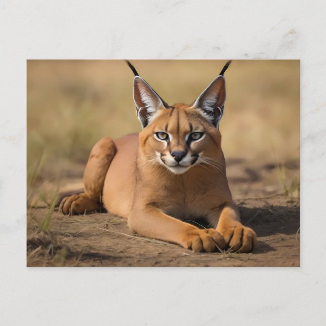 Carte Postale Caracal sur la savane (Devant)
