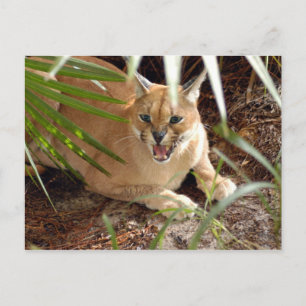Carte Postale CaracalBCR047