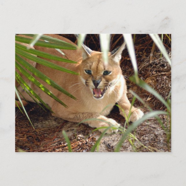 Carte Postale CaracalBCR047 (Devant)