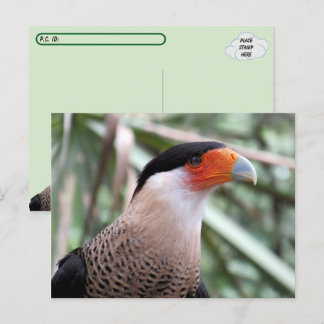 Carte postale Caracara après-croisière