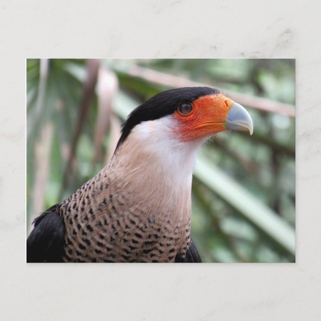 Carte postale Caracara en cage (Devant)