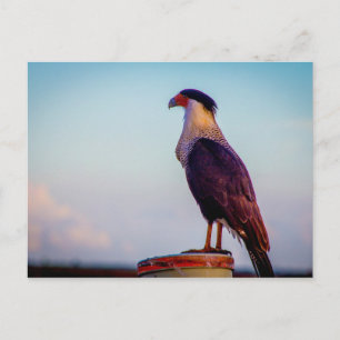 Carte Postale Caracara, Parc d'état de Kissimmee Prairie, Florid