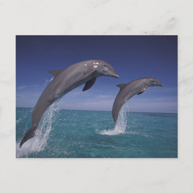Carte Postale Caraïbes, dauphins de Bottlenose Tursiops (Devant)