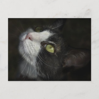 Carte Postale Caramel