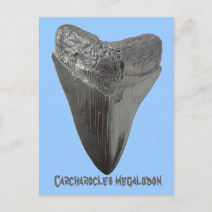 Carte Postale Carcharocles mégalodon