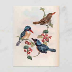 Carte Postale Carcineutes Melanops (Kingfisher à Visage Bleu)