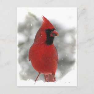 Carte Postale Cardinal