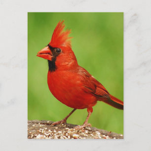 Carte Postale Cardinal