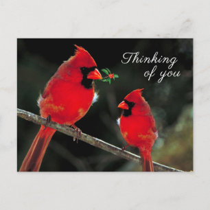 Carte Postale Cardinal