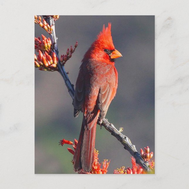 Carte Postale Cardinal (Devant)